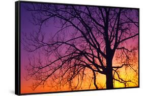 Canada, Manitoba. Cottonwood tree at sunset.-Jaynes Gallery-Framed Stretched Canvas