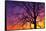 Canada, Manitoba. Cottonwood tree at sunset.-Jaynes Gallery-Framed Stretched Canvas