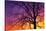 Canada, Manitoba. Cottonwood tree at sunset.-Jaynes Gallery-Stretched Canvas