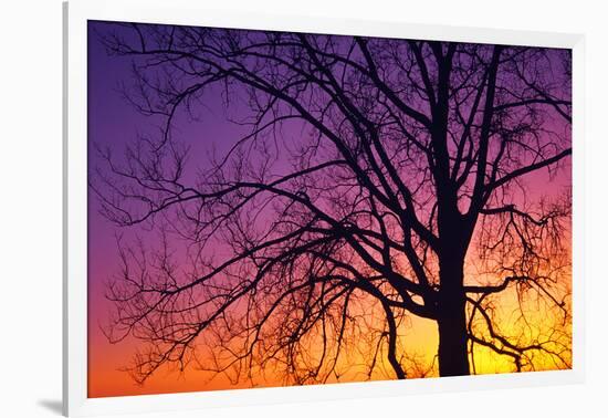 Canada, Manitoba. Cottonwood tree at sunset.-Jaynes Gallery-Framed Photographic Print