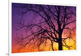 Canada, Manitoba. Cottonwood tree at sunset.-Jaynes Gallery-Framed Photographic Print