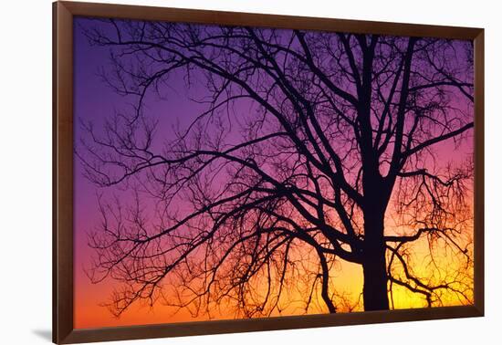 Canada, Manitoba. Cottonwood tree at sunset.-Jaynes Gallery-Framed Photographic Print