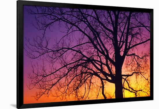 Canada, Manitoba. Cottonwood tree at sunset.-Jaynes Gallery-Framed Photographic Print