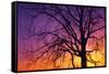 Canada, Manitoba. Cottonwood tree at sunset.-Jaynes Gallery-Framed Stretched Canvas