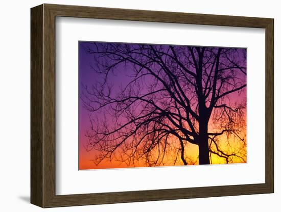 Canada, Manitoba. Cottonwood tree at sunset.-Jaynes Gallery-Framed Photographic Print