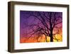 Canada, Manitoba. Cottonwood tree at sunset.-Jaynes Gallery-Framed Photographic Print