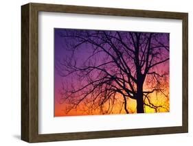 Canada, Manitoba. Cottonwood tree at sunset.-Jaynes Gallery-Framed Photographic Print