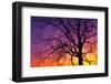 Canada, Manitoba. Cottonwood tree at sunset.-Jaynes Gallery-Framed Photographic Print