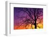 Canada, Manitoba. Cottonwood tree at sunset.-Jaynes Gallery-Framed Photographic Print