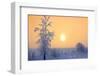 Canada, Manitoba, Dugald. Hoarfrost-covered trees in fog.-Jaynes Gallery-Framed Photographic Print