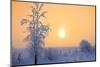 Canada, Manitoba, Dugald. Hoarfrost-covered trees in fog.-Jaynes Gallery-Mounted Photographic Print