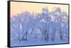 Canada, Manitoba, Dugald. Hoarfrost-covered trees.-Jaynes Gallery-Framed Stretched Canvas