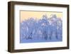 Canada, Manitoba, Dugald. Hoarfrost-covered trees.-Jaynes Gallery-Framed Photographic Print