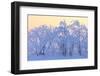 Canada, Manitoba, Dugald. Hoarfrost-covered trees.-Jaynes Gallery-Framed Photographic Print