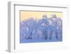 Canada, Manitoba, Dugald. Hoarfrost-covered trees.-Jaynes Gallery-Framed Photographic Print