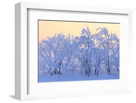 Canada, Manitoba, Dugald. Hoarfrost-covered trees.-Jaynes Gallery-Framed Photographic Print