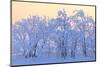 Canada, Manitoba, Dugald. Hoarfrost-covered trees.-Jaynes Gallery-Mounted Photographic Print