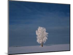 Canada, Manitoba, Dugald. Hoarfrost on cottonwood tree in snow-covered field.-Jaynes Gallery-Mounted Photographic Print