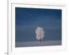 Canada, Manitoba, Dugald. Hoarfrost on cottonwood tree in snow-covered field.-Jaynes Gallery-Framed Photographic Print