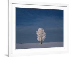 Canada, Manitoba, Dugald. Hoarfrost on cottonwood tree in snow-covered field.-Jaynes Gallery-Framed Photographic Print