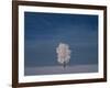 Canada, Manitoba, Dugald. Hoarfrost on cottonwood tree in snow-covered field.-Jaynes Gallery-Framed Photographic Print