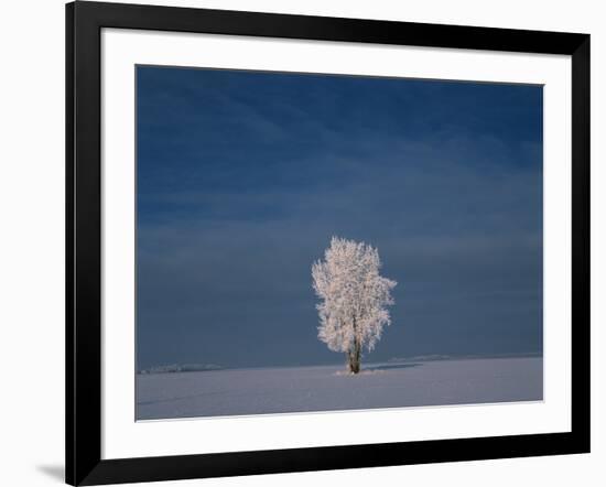 Canada, Manitoba, Dugald. Hoarfrost on cottonwood tree in snow-covered field.-Jaynes Gallery-Framed Photographic Print