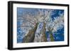 Canada, Manitoba, Dugald. Hoarfrost on cottonwood tree.-Jaynes Gallery-Framed Photographic Print