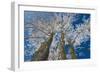 Canada, Manitoba, Dugald. Hoarfrost on cottonwood tree.-Jaynes Gallery-Framed Photographic Print