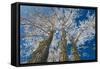 Canada, Manitoba, Dugald. Hoarfrost on cottonwood tree.-Jaynes Gallery-Framed Stretched Canvas