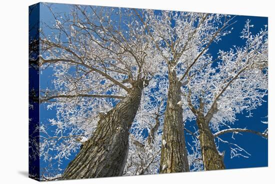 Canada, Manitoba, Dugald. Hoarfrost on cottonwood tree.-Jaynes Gallery-Stretched Canvas