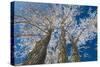 Canada, Manitoba, Dugald. Hoarfrost on cottonwood tree.-Jaynes Gallery-Stretched Canvas