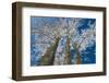 Canada, Manitoba, Dugald. Hoarfrost on cottonwood tree.-Jaynes Gallery-Framed Photographic Print