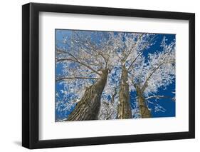 Canada, Manitoba, Dugald. Hoarfrost on cottonwood tree.-Jaynes Gallery-Framed Photographic Print