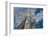 Canada, Manitoba, Dugald. Hoarfrost on cottonwood tree.-Jaynes Gallery-Framed Photographic Print