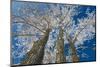Canada, Manitoba, Dugald. Hoarfrost on cottonwood tree.-Jaynes Gallery-Mounted Photographic Print