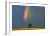 Canada, Manitoba, Dugald. Rainbow and Cottonwood Tree after a Storm-Jaynes Gallery-Framed Photographic Print