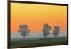 Canada, Manitoba, Fannystelle. Shelterbelt trees in fog at sunrise.-Jaynes Gallery-Framed Photographic Print