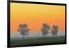 Canada, Manitoba, Fannystelle. Shelterbelt trees in fog at sunrise.-Jaynes Gallery-Framed Photographic Print