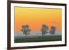 Canada, Manitoba, Fannystelle. Shelterbelt trees in fog at sunrise.-Jaynes Gallery-Framed Photographic Print