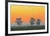 Canada, Manitoba, Fannystelle. Shelterbelt trees in fog at sunrise.-Jaynes Gallery-Framed Photographic Print