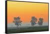 Canada, Manitoba, Fannystelle. Shelterbelt trees in fog at sunrise.-Jaynes Gallery-Framed Stretched Canvas