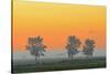 Canada, Manitoba, Fannystelle. Shelterbelt trees in fog at sunrise.-Jaynes Gallery-Stretched Canvas