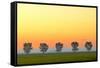 Canada, Manitoba, Fannystelle. Shelterbelt trees in fog at sunrise.-Jaynes Gallery-Framed Stretched Canvas