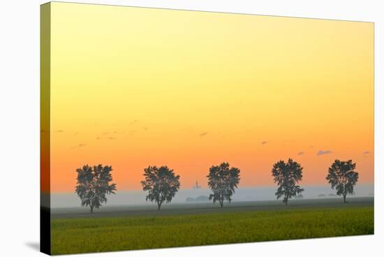 Canada, Manitoba, Fannystelle. Shelterbelt trees in fog at sunrise.-Jaynes Gallery-Stretched Canvas