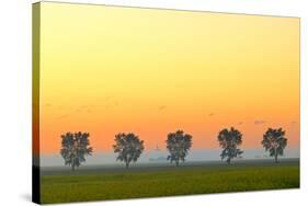 Canada, Manitoba, Fannystelle. Shelterbelt trees in fog at sunrise.-Jaynes Gallery-Stretched Canvas