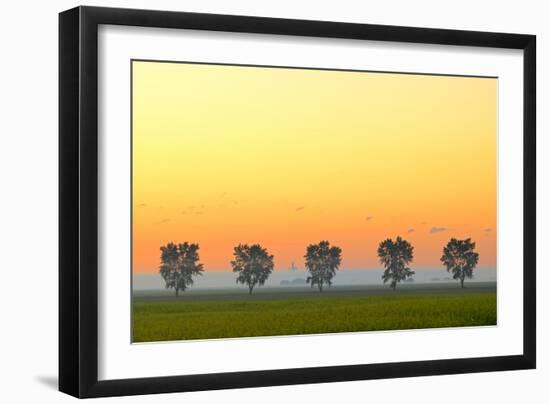 Canada, Manitoba, Fannystelle. Shelterbelt trees in fog at sunrise.-Jaynes Gallery-Framed Photographic Print