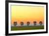 Canada, Manitoba, Fannystelle. Shelterbelt trees in fog at sunrise.-Jaynes Gallery-Framed Photographic Print