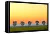 Canada, Manitoba, Fannystelle. Shelterbelt trees in fog at sunrise.-Jaynes Gallery-Framed Stretched Canvas