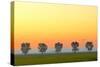 Canada, Manitoba, Fannystelle. Shelterbelt trees in fog at sunrise.-Jaynes Gallery-Stretched Canvas