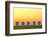 Canada, Manitoba, Fannystelle. Shelterbelt trees in fog at sunrise.-Jaynes Gallery-Framed Photographic Print